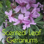 Grown in Ireland Scented Leaf Geraniums 1