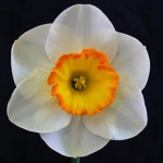 Esker Farm Daffodils 1