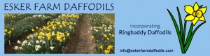 Grown in Ireland Esker Farm Daffodils 2