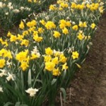 Grown in Ireland Esker Farm Daffodils 3