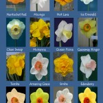 Grown in Ireland Esker Farm Daffodils 4