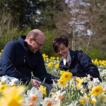 Grown in Ireland Esker Farm Daffodils 5