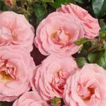 Grown in the UK Dickson Roses 1