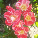 Grown in the UK Dickson Roses 3