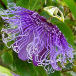 Grown in the UK Passiflora